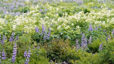 Waarom lupine dit jaar de tuin op zijn kop zet