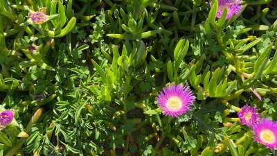 Zo overleeft je tuin een droge zomer zonder dagelijks sproeien