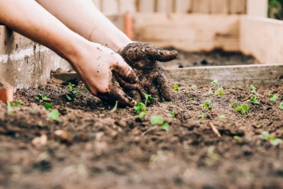 Plant nu je bloembollen voor een kleurrijke lentetuin