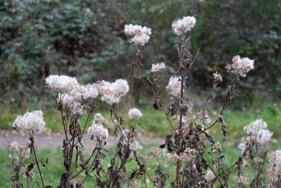 Een rommelige tuin is dit najaar juist de bedoeling